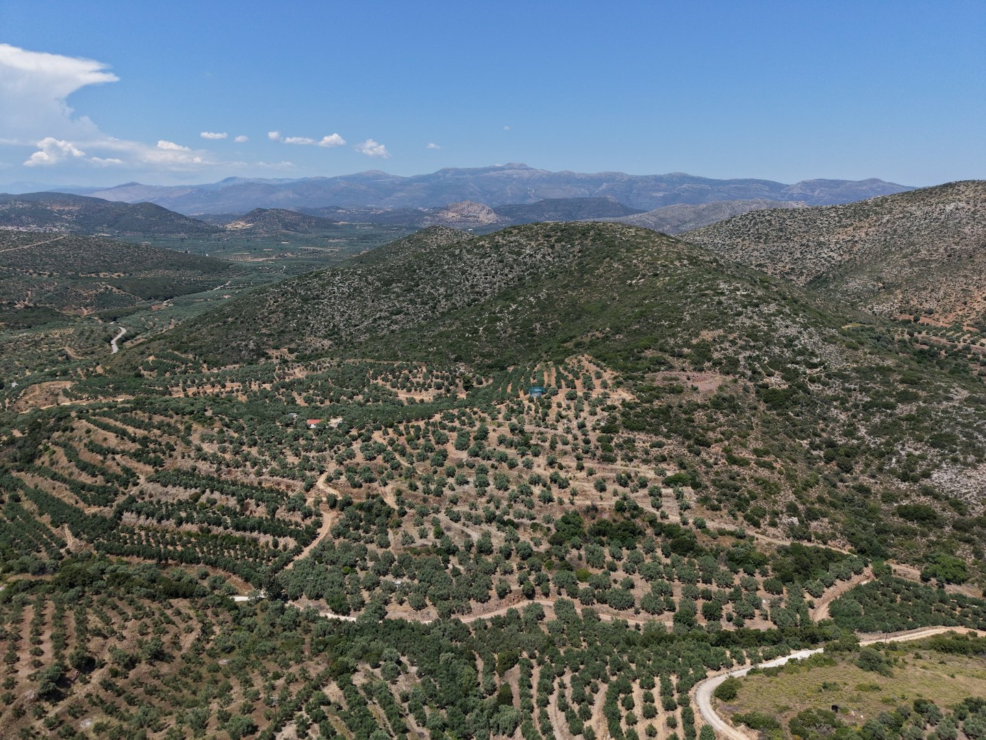 Des oliveraies en terrasse couvrent des collines ondulantes sous des sommets montagneux lointains.