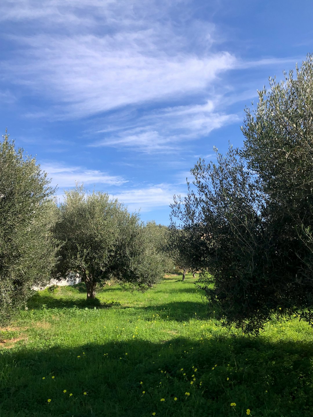 Rangées d'oliviers dans une oliveraie ensoleillée avec un sol herbeux.