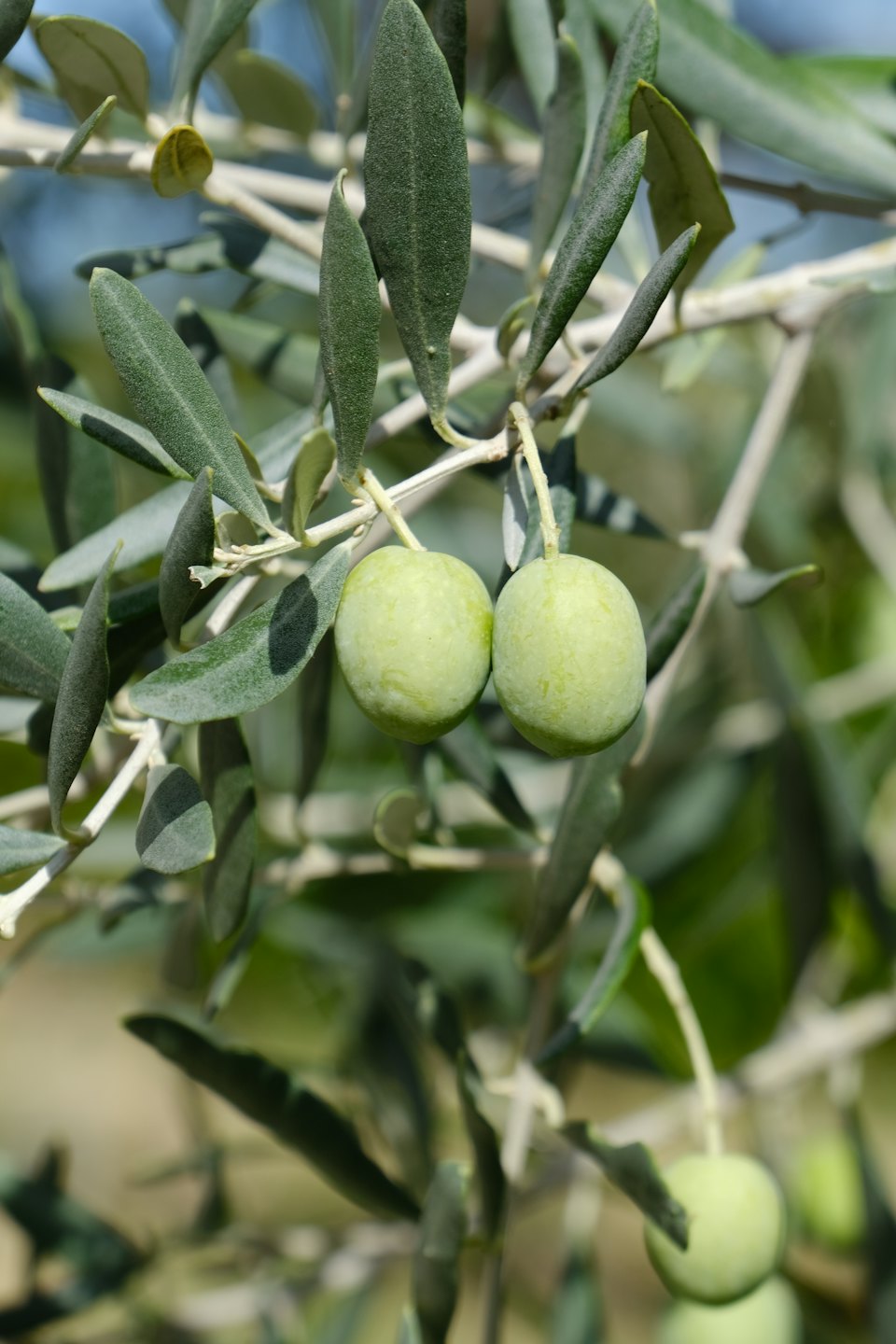 Deux olives vertes non mûres pendant à la branche d'un olivier.