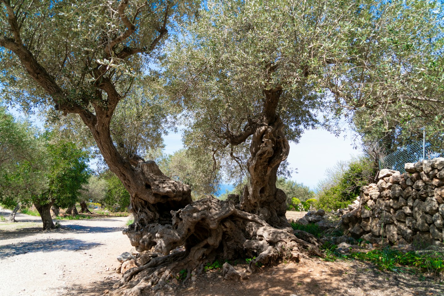 Des oliviers noueux bordent un chemin de gravier près d'un mur de pierre.