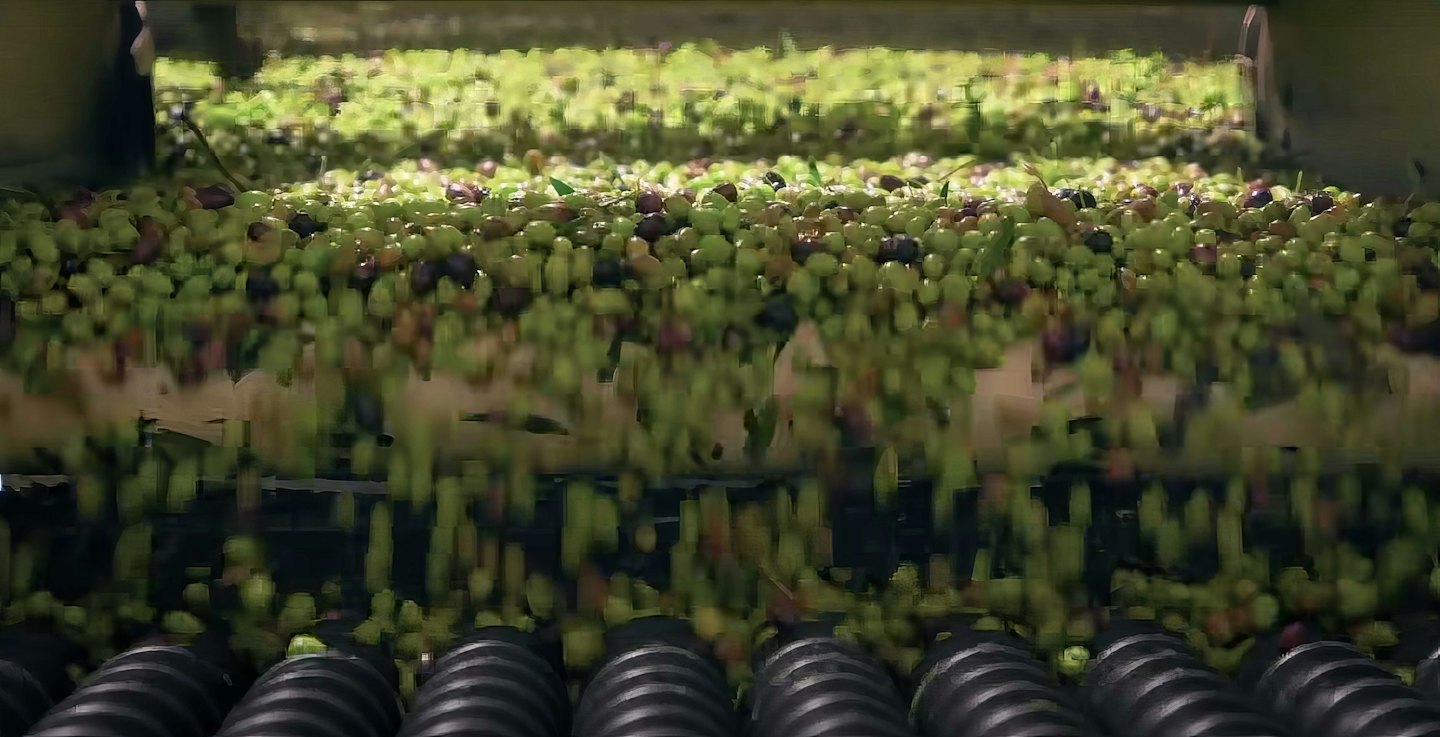 Des olives vertes et violettes avancent sur un tapis roulant industriel.